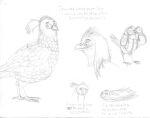  absurd_res avian bearded_wood-partridge binoculars bird bird_feet chivizcoyo efradraws eyebrows feathers feral galliform graphite_(artwork) hair hi_res male pencil_(artwork) phasianid ponytail quail sketch solo spanish_text tail_feathers tamales text thick_eyebrows traditional_media_(artwork) 