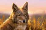  2022 amber_eyes ambiguous_gender black_nose canid canine canis coyote day detailed_background digital_media_(artwork) feral mammal muns11 outside sky solo whiskers 