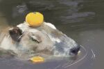  brown_body brown_fur capybara caviid eyes_closed feral food fruit fur half_submerged hi_res mammal mc1 orange_(fruit) plant rodent solo swimming water white_body white_fur 