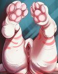  anthro anus butt close-up conrie faceless_character female female_focus genitals hi_res lying pawpads paws presenting pussy solo 