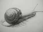  artist_name chinese_commentary drawing greyscale miiro monochrome no_humans original realistic shadow shell simple_background slug snail white_background 