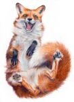  4_toes ambiguous_gender belly canid canine colored_pencil_(artwork) digitigrade feet feral firsart fox happy hi_res hindpaw leg_markings looking_at_viewer lying mammal markings on_back open_mouth orange_body orange_eyes paws realistic red_fox simple_background socks_(marking) solo spread_legs spreading teeth toes tongue traditional_media_(artwork) whiskers white_background white_belly 