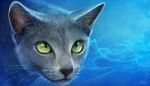  2012 ambiguous_gender arioso_(thurinus) blue_background domestic_cat felid feline felis feral fur green_eyes grey_body grey_fur inner_ear_fluff mammal pupils realistic russian_blue simple_background slit_pupils solo tracy_j._butler tuft whiskers 