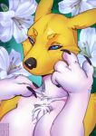  1:1 2022 anthro azarr bandai_namco black_claws black_nose blue_eyes breasts canid claws digimon digimon_(species) digital_drawing_(artwork) digital_media_(artwork) ears_up female flower fur hi_res looking_at_viewer mammal one_hand_up plant portrait renamon signature simple_background solo text white_body white_fur yellow_body yellow_fur 