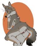  anatomically_correct anatomically_correct_genitalia andromorph anthro armpit_tuft belly_nipples black_nose black_tail_tip brown_body brown_fur cackling-beast canid canine canis coyote daydream_(cackling-beast) fur genitals green_eyes hi_res intersex looking_at_viewer looking_back lying mammal on_front orange_ears scar solo tufted_fur 