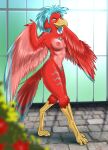  2022 after_transformation anthro avian beak bird blue_hair breasts digital_media_(artwork) feathered_wings feathers female hair halcy0n hi_res nipples nude red_body red_feathers smile solo talons walking wings 