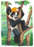  anthro clothing giant_panda hat headgear headwear hi_res mammal pandapaco plant smile solo tree ursid 
