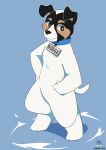  anthro blue_background bluechubbywolf canid canine canis collar domestic_dog floppy_ears fur hands_on_hips hi_res hunting_dog jack_russell_terrier male mammal name_tag pet simple_background solo terrier white_body white_fur 