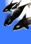  1other absurdres animal black_skin blue_background colored_skin fins full_body highres long_hair nkvoop open_mouth orca original sharp_teeth simple_background solo swimming teeth underwater white_skin 
