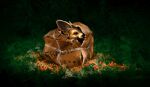  2022 ambiguous_gender black_nose brown_body brown_fur canid canine digital_media_(artwork) elkir fennec feral fox fur grass mammal plant solo 