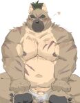 absurd_res anthro asian_clothing belly blush brown_body brown_fur bulge canid canine canis clothing domestic_dog east_asian_clothing flaccid fundoshi fur genitals hi_res japanese_clothing lifewonders male mammal musclegut navel nipples okentya pawpads pecs penis penis_base scar solo tokyo_afterschool_summoners underwear yasuyori