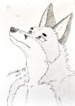 absurd_res anthro canid canine fox graphite_(artwork) hi_res looking_up lynn_(some) male mammal night outside pencil_(artwork) shirtless shirtless_male simple_background sky solo standing star traditional_media_(artwork) white_background
