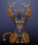 5:6 abs anthro balls bdsm bound chain chained cuff_(restraint) digital_media_(artwork) domestic_cat erection felid feline felis furry genitals handcuffs harness hi_res invalid_tag kneeling lion male mammal metal_cuffs muscular muzzle_(object) muzzled nude pantherine pecs penis pose restraints tiger