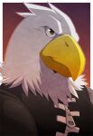  accipitrid accipitriform aluminemsiren animal_crossing anthro apollo_(animal_crossing) avian bald_eagle beak bird brown_eyes clothed clothing eagle feathers grey_body grey_feathers hi_res male nintendo portrait sea_eagle shirt simple_background tank_top togepi1125 topwear white_body white_feathers zipper 