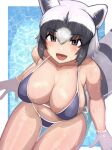  1girl alternate_breast_size animal_ears arms_at_sides bangs bikini black_eyes black_hair blush breasts collarbone common_raccoon_(kemono_friends) fang from_above grey_hair hair_between_eyes hand_rest highres implied_extra_ears kemono_friends large_breasts looking_at_viewer medium_hair multicolored_hair open_mouth raccoon_ears raccoon_girl raccoon_tail shibori_kasu shiny shiny_skin sidelocks sitting skindentation smile solo stomach swimsuit tail thigh_gap water wet white_hair 