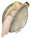  2022 absurd_res bivalve clam female hi_res marine mollusk open_mouth shaded signature simple_background solo sparrowl white_background 