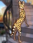  2022 ambiguous_gender blakc_spots digital_media_(artwork) felid feline feral flashlioness fur mammal serval smile solo spots spotted_body spotted_fur standing 