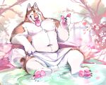  absurd_res anthro balls barely_visible_genitalia barely_visible_penis belly brown_body brown_fur canid canine canis cherry_blossom domestic_dog eyes_closed fur genitals hi_res hot_spring husky looking_pleasured male mammal mostly_nude nordic_sled_dog onsen pawpads penis pink_nose plant sitting solo solo_focus spitz super-tuler tongue tongue_out towel towel_only tulerbear water white_body white_fur 