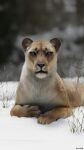 9:16 cave_lion felid female feral fur hi_res inner_ear_fluff julio_lacerda looking_at_viewer mammal pantherine paws plant realistic snow solo tuft whiskers