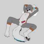  absurd_res anthro balls bodily_fluids canid canine cum cum_inside cum_on_self erection fluffydave fox genital_fluids genitals grey_fox hands_behind_head hi_res knot male mammal nude pawpads pillow solo spread_legs spreading tongue tongue_out urocyon 