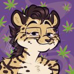 cheetah drugs felid feline king_cheetah kofi_(kofithechee) mammal marijuana stoned substance_intoxication 