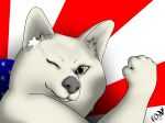  absurd_res ambiguous_gender anthro canid canine canis domestic_dog fist fur grey_nose hi_res mammal nonny18675309 one_eye_closed shiba_inu smile smirk solo spitz stars_and_stripes united_states_of_america white_body white_fur wink 