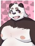  &lt;3 2022 3:4 anthro belly big_belly black_body black_nose blush giant_panda kemono male mammal menmen_kesinn moobs nipples overweight overweight_male solo tongue tongue_out ursid white_body 