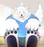 anthro bandage_on_face belly blush canid canine canis domestic_dog fur hi_res kamakitoron lifewonders live_a_hero male mammal nordic_sled_dog overweight pawpads samoyed smile solo spitz topknot touching_toes white_body white_fur yohack