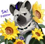 2026 absurd_res anthro apizbau arknights black_hair blue_hair clothed clothing collar ear_piercing eyebrow_piercing facial_piercing flower fur grey_body grey_fur hair hi_res hyena hypergryph looking_at_viewer male mammal multicolored_hair piercing pizbhao plant solo spot_(arknights) spotted_hyena studio_montagne sunflower two_tone_hair