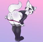 anthro anus ass_up backsack balls butt canid canine canis clothed clothing clothing_pull digital_media_(artwork) domestic_dog fingerless_gloves genitals gleicinha_pum glistening glistening_body gloves grey_body handwear hi_res inner_ear_fluff legwear male mammal panties panty_pull partially_clothed pinned rear_view signature solo spots standing stockings tongue tongue_out topwear tuft underwear underwear_down underwear_pull undressing white_body