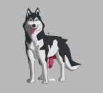 absurd_res anatomically_correct animal_genitalia animal_penis aroused balls black_nose blue_eyes bodily_fluids canid canine canine_genitalia canine_penis canis cum cum_drip domestic_dog dripping erection feral fluffy fluffy_tail fur genital_fluids genitals hi_res husky knot male mammal metalinhun nordic_sled_dog open_mouth penis presenting siberian_husky smile solo spitz tail tongue tongue_out