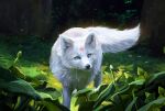  2022 ambiguous_gender black_nose blue_eyes canid canine day detailed_background digital_media_(artwork) feral forest fox fur grass mammal muns11 outside plant solo tree white_body white_fur 