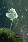  airihanezora artist_name clip_studio_paint_(medium) flower nature no_humans original outdoors plant rain skeleton_flower_(plant) 