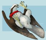  2024 accipitriform ambiguous_gender animal_genitalia avian bird brown_body brown_feathers cloaca feathers feral genitals hi_res lying on_back osprey red_scarf scarf simple_background solo white_body white_feathers wingz31 