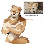  2022 anthro canid canine canis chinese_text collar crossed_arms domestic_dog feral male mammal nazume4 photo redraw scar simple_background solo text white_background 