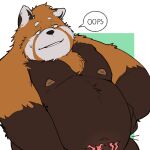  1:1 2022 ailurid anthro belly big_belly black_nose bodily_fluids hi_res kemono male mammal overweight overweight_male red_panda solo sweat text whitebeast20 