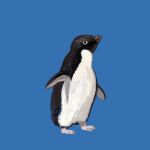  absurd_res ad&eacute;lie_penguin ambiguous_gender avian beak belly bird black_body black_feathers blue_background feathers feral flippers hi_res kutv looking_at_viewer looking_up penguin pink_feet shaded simple_background solo tagme white_belly white_body white_feathers wings 