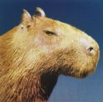  capybara caviid feral male male/male mammal netflix rodent solo 