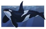  ambiguous_gender black_body blue_eyes cetacean delphinoid dorsal_fin feral fin hi_res imperatorcaesar mammal marine oceanic_dolphin open_mouth orca sharp_teeth solo teeth toothed_whale underwater water white_body 