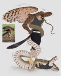  accipitrid accipitriform anthro avian bird claws clothing coiling duo furry_chu hi_res male muscular muscular_anthro muscular_male pecs reptile scalie shirt snake stepped_on talons tank_top topwear wings 