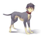  all_fours black_eyes black_hair borusen canid canine canis collar domestic_dog feral fur grey_body grey_fur hair human humanoid_face hybrid looking_at_viewer male mammal red_collar shadow simple_background tan_body tan_fur white_background 