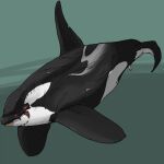  ambiguous_gender black_body black_tail cetacean delphinoid dorsal_fin feral fin forked_tail imperatorcaesar mammal marine oceanic_dolphin orca solo toothed_whale unusual_anatomy unusual_tail white_body white_tail wounded 