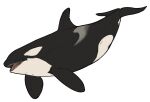  ambiguous_gender black_body black_tail cetacean delphinoid dorsal_fin feral fin forked_tail imperatorcaesar mammal marine oceanic_dolphin open_mouth orca red_tongue sharp_teeth side_view solo teeth tongue toothed_whale unusual_anatomy unusual_tail white_body white_tail 