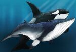  ambiguous_gender black_body black_tail bubble cetacean delphinoid dorsal_fin duo eyes_closed feral fin forked_tail grey_body grey_tail imperatorcaesar mammal marine oceanic_dolphin orca scar toothed_whale underwater unusual_anatomy unusual_tail water white_body 