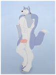  abs anthro anubiskruger balls blue_body blue_fur canid canine canis claws collar domestic_dog exile_(road_rovers) feet fur genitals hi_res humanoid_genitalia humanoid_penis husky male mammal multicolored_body multicolored_fur muscular muscular_anthro muscular_male nipples nordic_sled_dog nude pecs penis road_rovers siberian_husky solo spitz toe_claws two_tone_body two_tone_fur white_body white_fur 