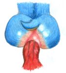  anal anthro anus butt duo enlisentity genitals hi_res knuckles_the_echidna male male/male penis sega sonic_the_hedgehog sonic_the_hedgehog_(series) vein veiny_penis 