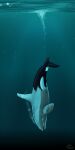  ambiguous_gender black_body black_tail bubble cetacean delphinoid dorsal_fin feral fin forked_tail grey_body imperatorcaesar mammal marine oceanic_dolphin orca signature solo toothed_whale underwater unusual_anatomy unusual_tail water white_body white_tail 