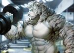  1boy animal_ears arknights bara biceps blue_eyes dumbbell furry furry_male gym highres large_pectorals male_focus mountain_(arknights) nude pectorals scar scar_across_eye scar_on_arm scar_on_face short_hair solo sweat tiger tiger_boy tiger_ears upper_body weightlifting white_fur white_hair white_tiger 