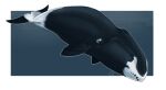  ambiguous_gender beady_eyes black_body black_tail cetacean forked_tail imperatorcaesar mammal marine mouth_closed signature simple_background solo unusual_anatomy unusual_tail white_body white_tail 