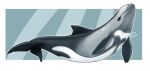  ambiguous_gender beady_eyes black_body black_tail border cetacean countershading dorsal_fin feral fin grey_body imperatorcaesar mammal marine mouth_closed multicolored_body side_view signature simple_background solo white_body white_border 